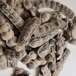 Graines de Nep Nep ou Baala ou Acacia Nilotica