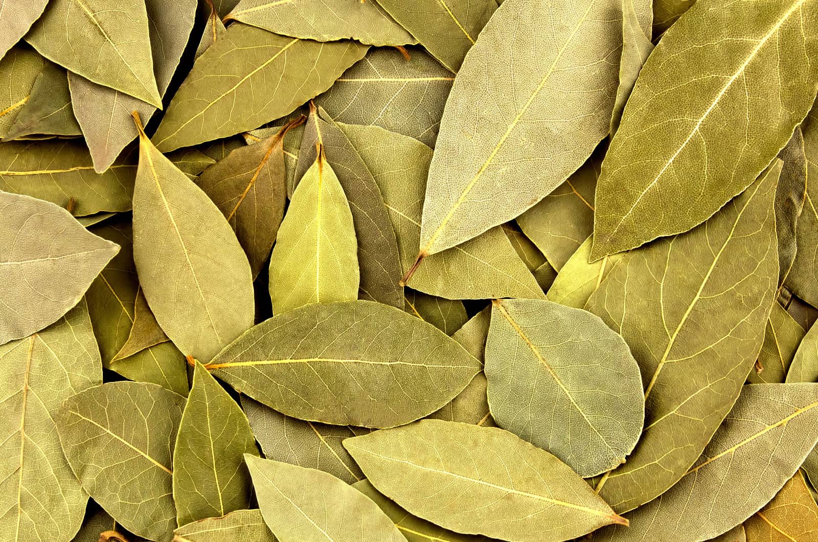 Rituel d'amour avec feuille de laurier