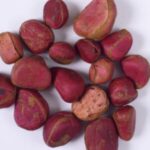 Noix de Cola Rouge